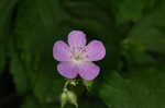 Wild geranium